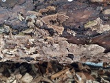 Trichaptum fuscoviolaceum image