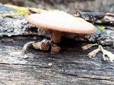 Polyporus brumalis image