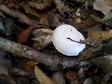 Hygrophorus eburneus image