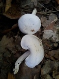 Hygrophorus eburneus image