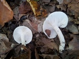 Hygrophorus eburneus image