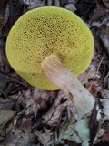Boletus subtomentosus image