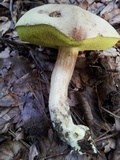 Boletus subtomentosus image