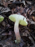 Boletus subtomentosus image