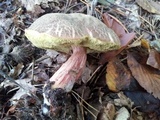 Boletus chrysenteron image