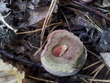 Boletus chrysenteron image