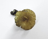 Polyporus ciliatus image