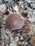 Boletus pruinatus image