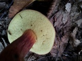 Boletus pruinatus image