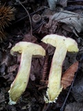Boletus pruinatus image