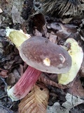 Boletus pruinatus image