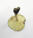 Polyporus ciliatus image