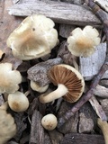 Agrocybe sororia image