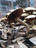Agrocybe sororia image