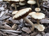 Agrocybe sororia image