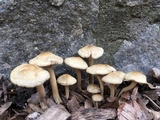 Agrocybe sororia image