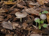 Bolbitius reticulatus image