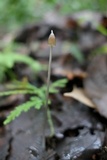 Entoloma dragonosporum image