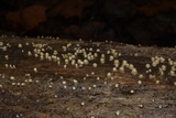 Helicogloea compressa image