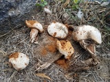Battarreoides diguetii image