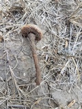 Battarreoides diguetii image