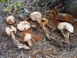 Battarreoides diguetii image