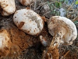 Battarreoides diguetii image
