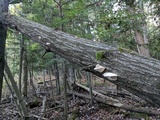 Trametes gibbosa image