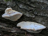 Trametes gibbosa image