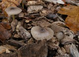 Bolbitius reticulatus image