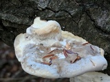 Trametes gibbosa image