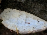 Trametes gibbosa image
