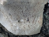 Trametes gibbosa image