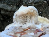 Trametes gibbosa image