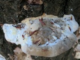 Trametes gibbosa image