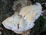 Trametes gibbosa image