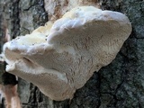 Trametes gibbosa image
