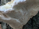 Trametes gibbosa image