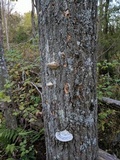 Trametes gibbosa image