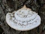 Trametes gibbosa image