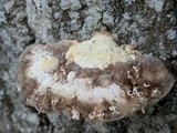 Trametes gibbosa image