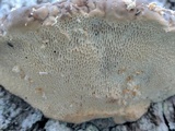 Trametes gibbosa image