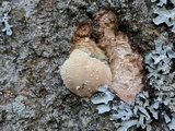 Trametes gibbosa image
