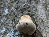 Trametes gibbosa image