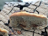 Gloeophyllum sepiarium image