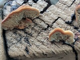 Gloeophyllum sepiarium image