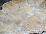 Trametes hirsuta image