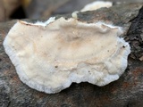 Trametes pubescens image