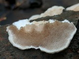 Trametes pubescens image