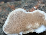 Trametes pubescens image